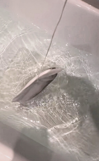 The Herbal Bath Ritual Tea Bag